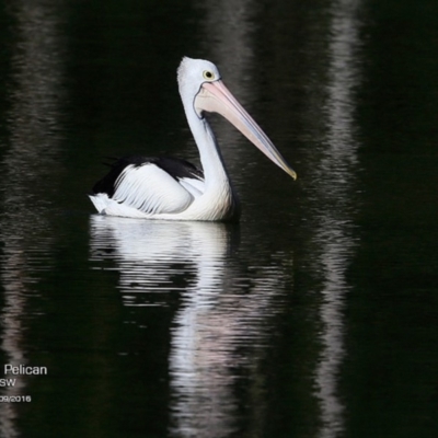 Pelecanus conspicillatus (Australian Pelican) at Kings Point Walking Track - 25 Sep 2016 by Charles Dove