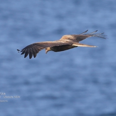 Haliastur sphenurus (Whistling Kite) at Ulladulla, NSW - 29 Sep 2016 by Charles Dove