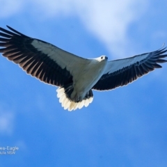 Haliaeetus leucogaster (White-bellied Sea-Eagle) at Undefined - 29 Sep 2016 by Charles Dove