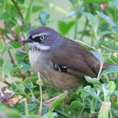 Sericornis frontalis (White-browed Scrubwren) at - 29 Sep 2016 by Charles Dove