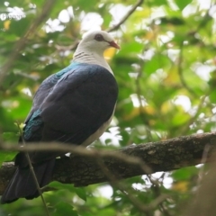 Columba leucomela (White-headed Pigeon) at Undefined - 26 Sep 2016 by Charles Dove