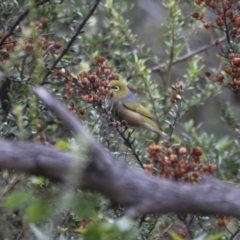 Zosterops lateralis (Silvereye) at Michelago, NSW - 23 Apr 2012 by Illilanga