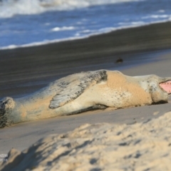 Hydrurga leptonyx (Leopard Seal) at Undefined - 20 Sep 2016 by Charles Dove