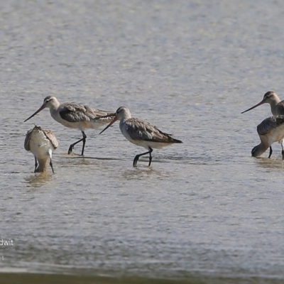 Limosa lapponica (Bar-tailed Godwit) at Undefined - 19 Sep 2016 by Charles Dove