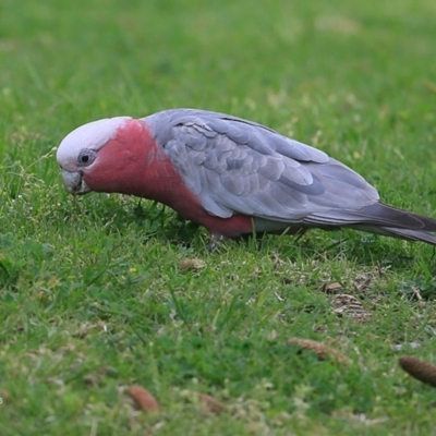 Eolophus roseicapilla (Galah) at Undefined - 22 Sep 2016 by Charles Dove