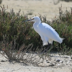 Egretta garzetta (Little Egret) at Jervis Bay National Park - 22 Sep 2016 by Charles Dove