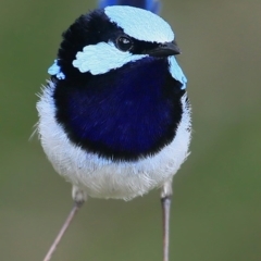 Malurus cyaneus (Superb Fairywren) at Ulladulla - Warden Head Bushcare - 28 Sep 2016 by Charles Dove