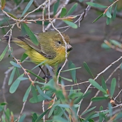 Acanthiza nana (Yellow Thornbill) at Undefined - 29 Sep 2016 by Charles Dove