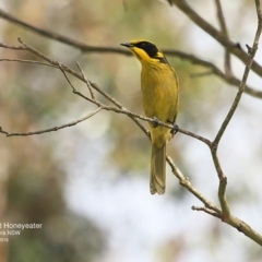 Lichenostomus melanops (Yellow-tufted Honeyeater) at Undefined - 24 Sep 2016 by Charles Dove