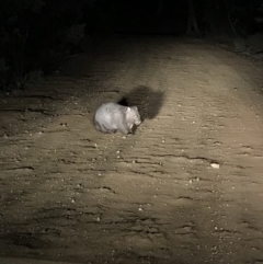 Vombatus ursinus (Bare-nosed Wombat) at Bungendore, NSW - 8 Jun 2018 by yellowboxwoodland
