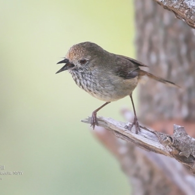 Acanthiza pusilla (Brown Thornbill) at Ulladulla, NSW - 17 Sep 2016 by CharlesDove