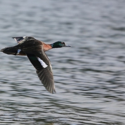Anas castanea (Chestnut Teal) at Burrill Lake, NSW - 12 Sep 2016 by CharlesDove