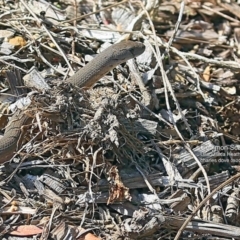 Pygopus lepidopodus (Common Scaly-foot) at South Pacific Heathland Reserve - 13 Sep 2016 by CharlesDove