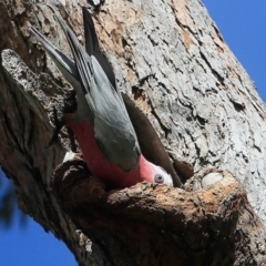 Eolophus roseicapilla (Galah) at Undefined - 10 Sep 2016 by Charles Dove