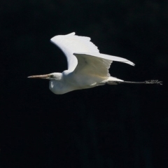 Ardea alba (Great Egret) at Burrill Lake, NSW - 14 Sep 2016 by Charles Dove