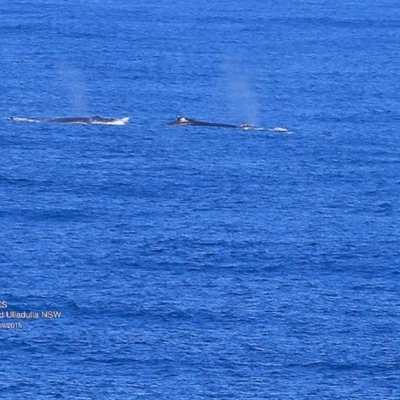 Megaptera novaeangliae (Humpback Whale) at Undefined - 7 Sep 2016 by CharlesDove