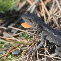 Amphibolurus muricatus (Jacky Lizard) at Ulladulla, NSW - 6 Sep 2016 by CharlesDove