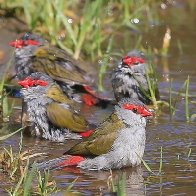 Neochmia temporalis (Red-browed Finch) at Undefined - 8 Sep 2016 by Charles Dove