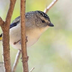 Pardalotus punctatus (Spotted Pardalote) at Undefined - 4 Sep 2016 by Charles Dove