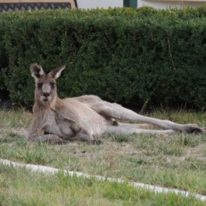 Macropus giganteus at Conder, ACT - 15 Apr 2018 10:36 AM