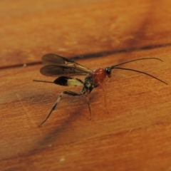 Ichneumonidae (family) (Unidentified ichneumon wasp) at Conder, ACT - 12 Apr 2018 by MichaelBedingfield