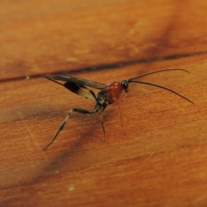 Ichneumonidae (family) at Conder, ACT - 12 Apr 2018 10:25 AM