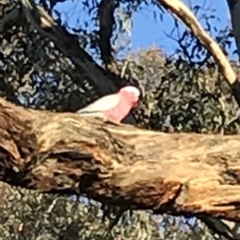 Eolophus roseicapilla (Galah) at Bungendore, NSW - 9 Jun 2018 by yellowboxwoodland