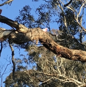 Eolophus roseicapilla at Bungendore, NSW - 9 Jun 2018