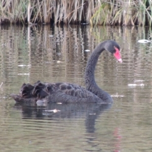 Cygnus atratus at Campbell, ACT - 28 May 2018