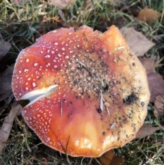 Amanita muscaria (Fly Agaric) at Commonwealth & Kings Parks - 10 Jun 2018 by AaronClausen