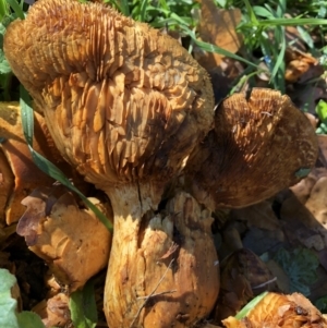 Gymnopilus junonius at Parkes, ACT - 10 Jun 2018