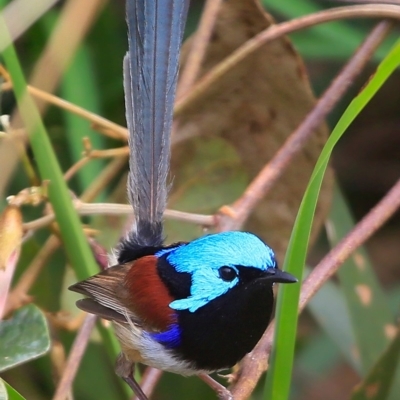 Malurus lamberti (Variegated Fairywren) at Ulladulla - Warden Head Bushcare - 9 Sep 2016 by CharlesDove