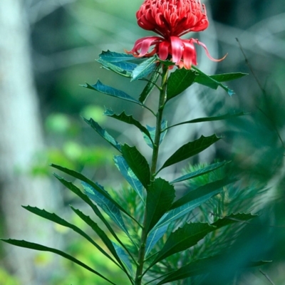 Telopea speciosissima (NSW Waratah) at South Pacific Heathland Reserve - 14 Sep 2016 by CharlesDove