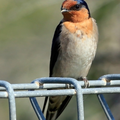 Hirundo neoxena (Welcome Swallow) at Ulladulla, NSW - 10 Sep 2016 by CharlesDove