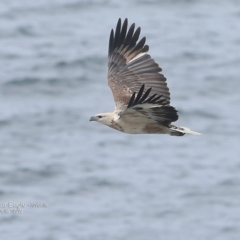 Haliaeetus leucogaster (White-bellied Sea-Eagle) at Undefined - 11 Sep 2016 by Charles Dove