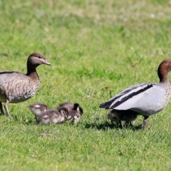 Chenonetta jubata (Australian Wood Duck) at Undefined - 10 Sep 2016 by CharlesDove