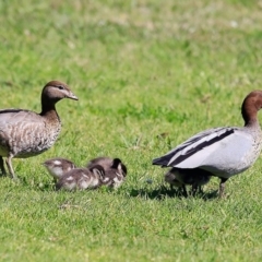 Chenonetta jubata (Australian Wood Duck) at Undefined - 9 Sep 2016 by Charles Dove