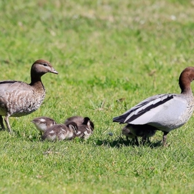 Chenonetta jubata (Australian Wood Duck) at Undefined - 10 Sep 2016 by CharlesDove