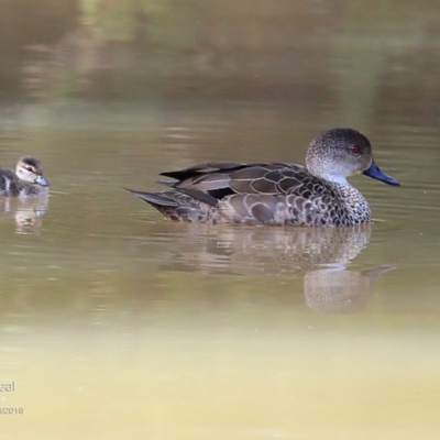 Anas gracilis (Grey Teal) at Undefined - 5 Sep 2016 by CharlesDove