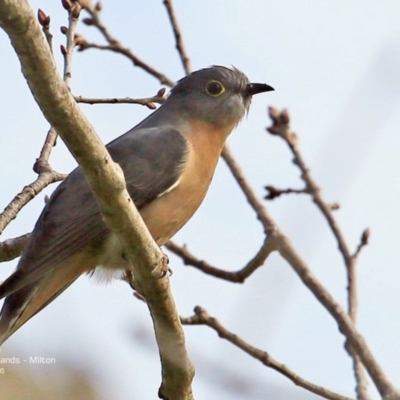 Cacomantis flabelliformis (Fan-tailed Cuckoo) at Undefined - 1 Sep 2016 by Charles Dove