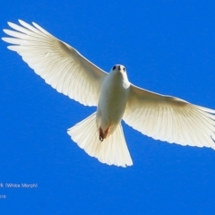 Tachyspiza novaehollandiae (Grey Goshawk) at Undefined - 5 Sep 2016 by CharlesDove