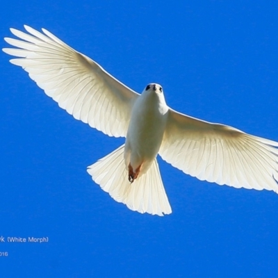 Accipiter novaehollandiae (Grey Goshawk) at Undefined - 4 Sep 2016 by Charles Dove