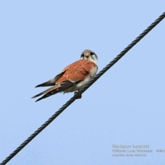 Falco cenchroides (Nankeen Kestrel) at Undefined - 2 Sep 2016 by CharlesDove