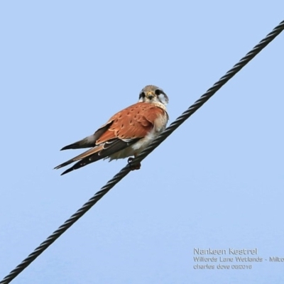 Falco cenchroides (Nankeen Kestrel) at Undefined - 2 Sep 2016 by CharlesDove