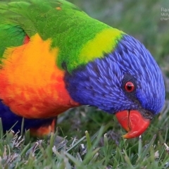 Trichoglossus moluccanus (Rainbow Lorikeet) at Undefined - 3 Sep 2016 by CharlesDove