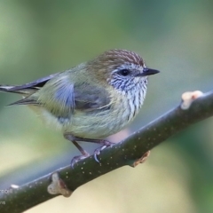 Acanthiza lineata (Striated Thornbill) at Undefined - 3 Sep 2016 by CharlesDove