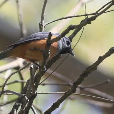 Monarcha melanopsis (Black-faced Monarch) at Garrads Reserve Narrawallee - 19 Oct 2016 by Charles Dove