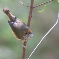 Acanthiza pusilla (Brown Thornbill) at Ulladulla Wildflower Reserve - 26 Oct 2016 by CharlesDove