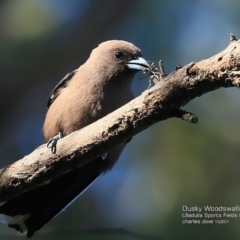 Artamus cyanopterus (Dusky Woodswallow) at Undefined - 22 Oct 2016 by CharlesDove