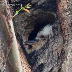 Dacelo novaeguineae (Laughing Kookaburra) at Undefined - 22 Sep 2016 by CharlesDove